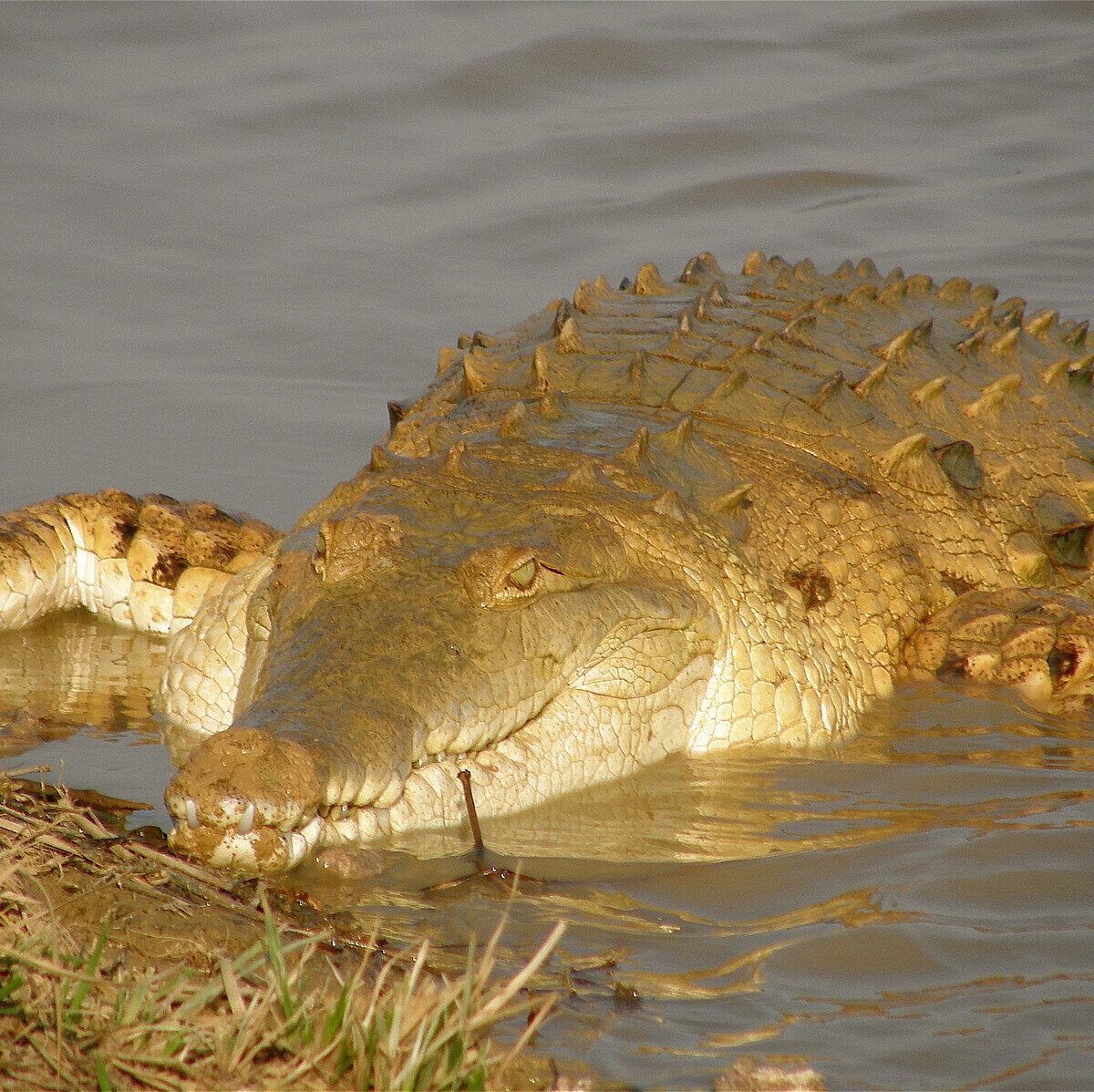 Orinoco Crocodile