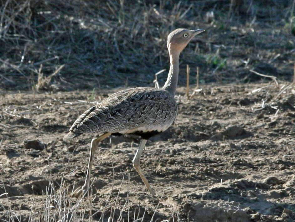 Buff-crested Bustard