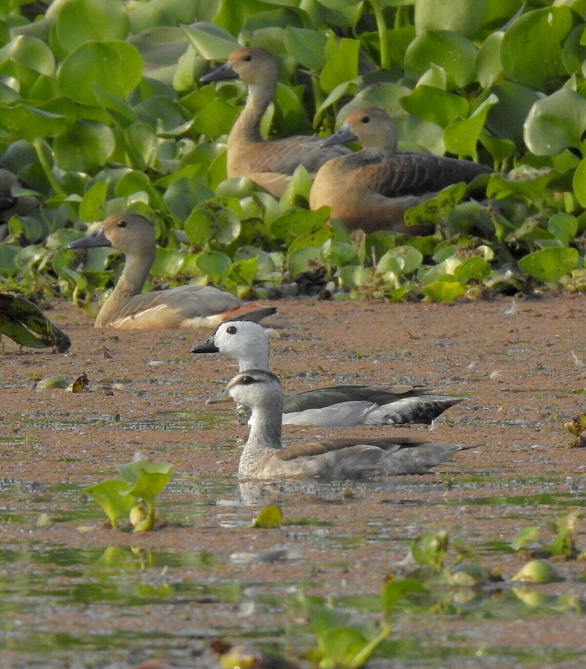 Cotton Pygmy Goose