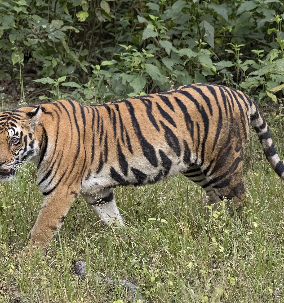 Sunda Island Tiger