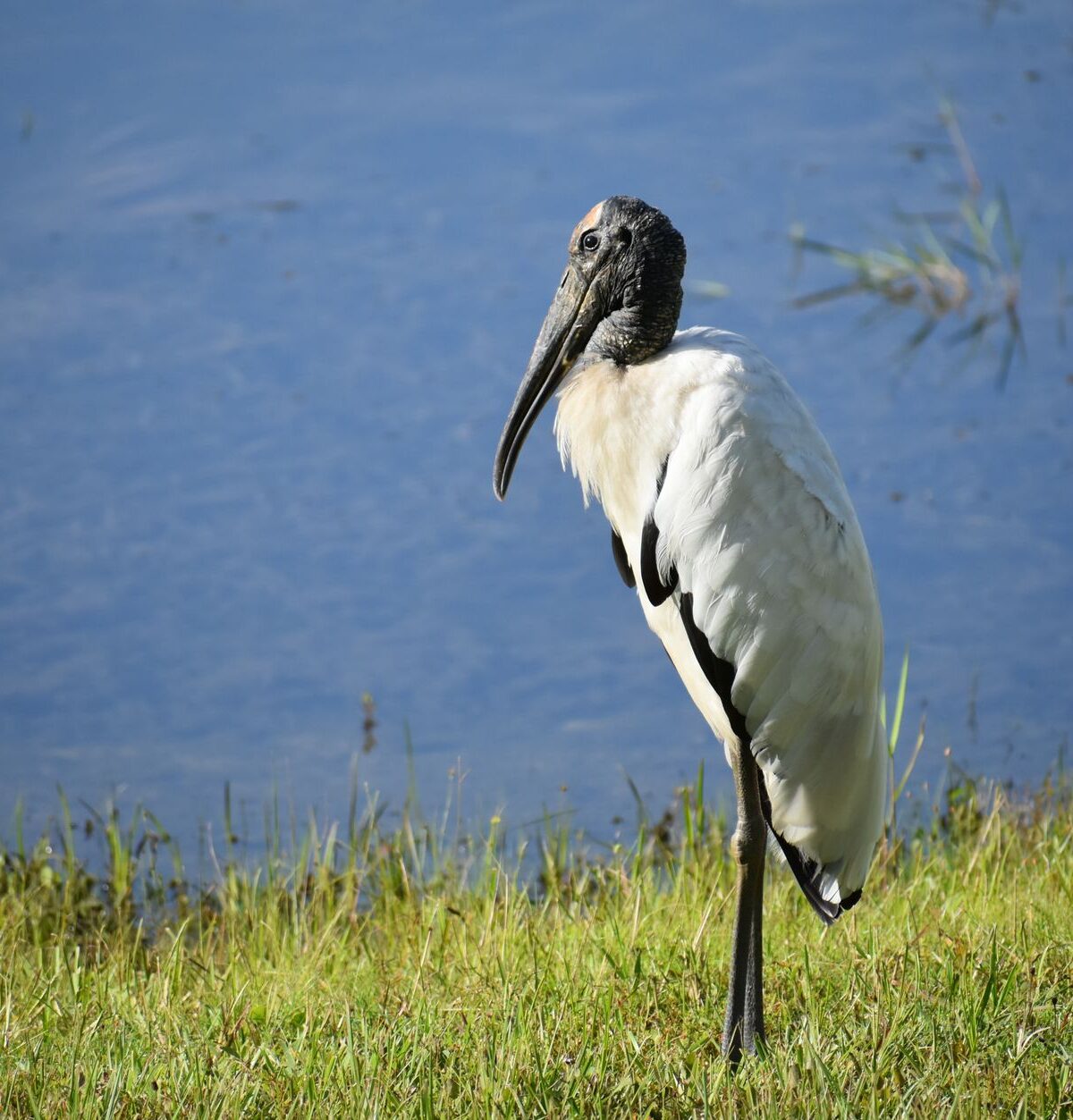 Wood Stork