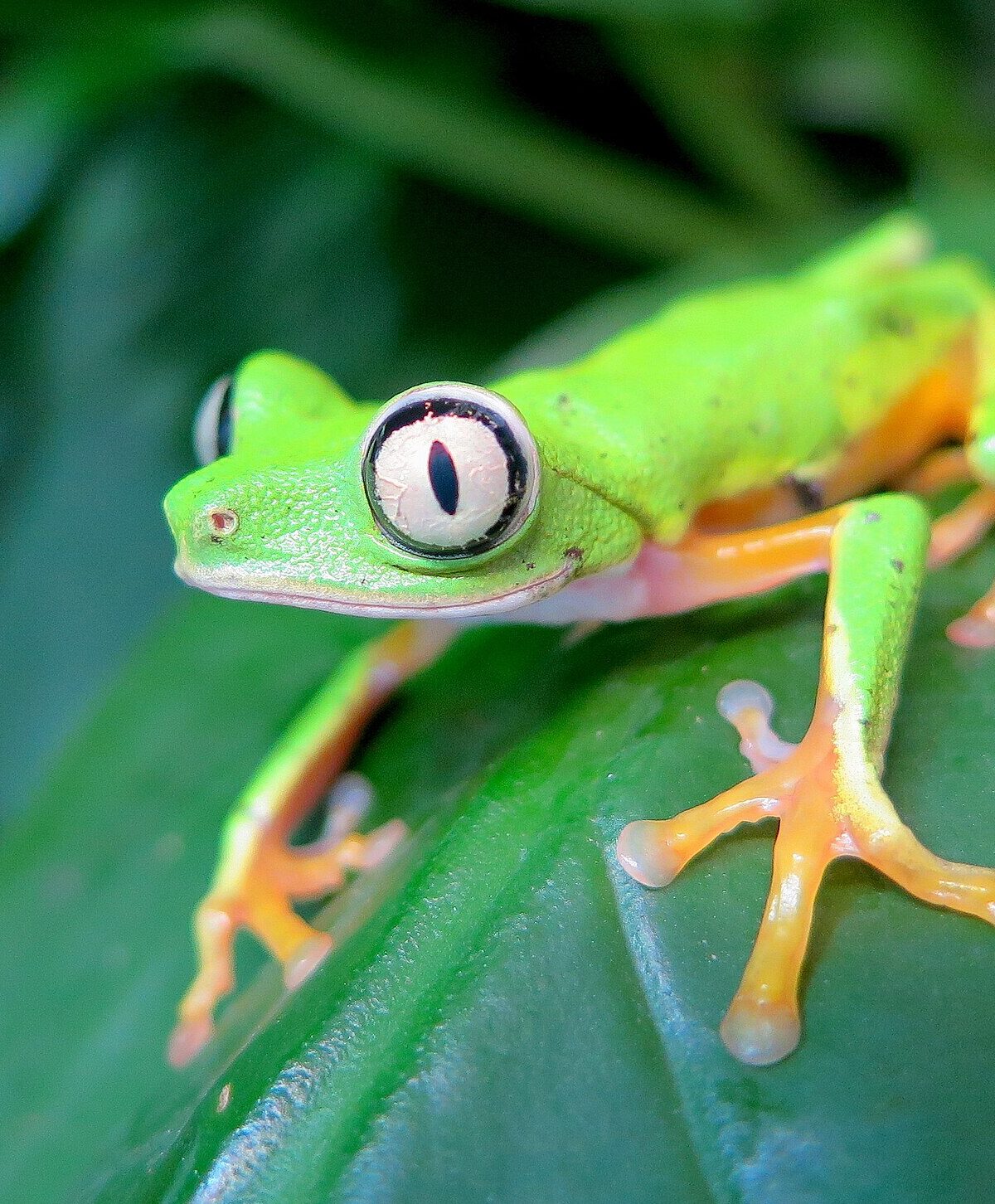 Lemur Leaf Frog