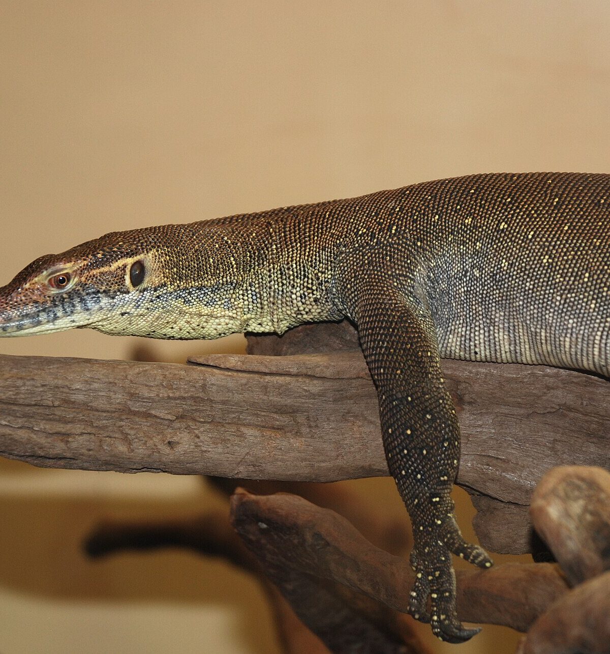 Merten's Water Monitor