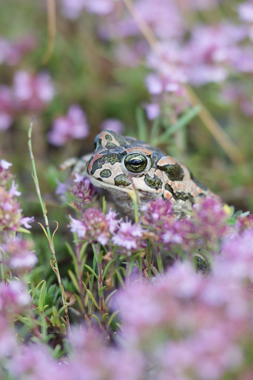 Green Toad