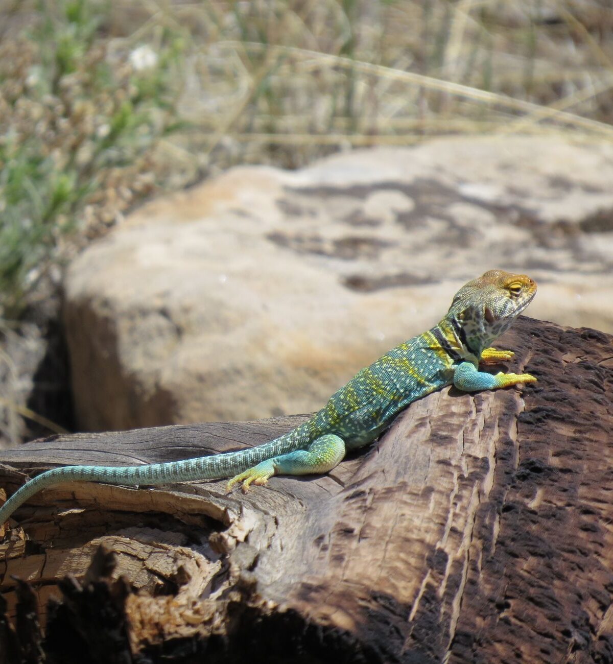 Common Collared Lizard