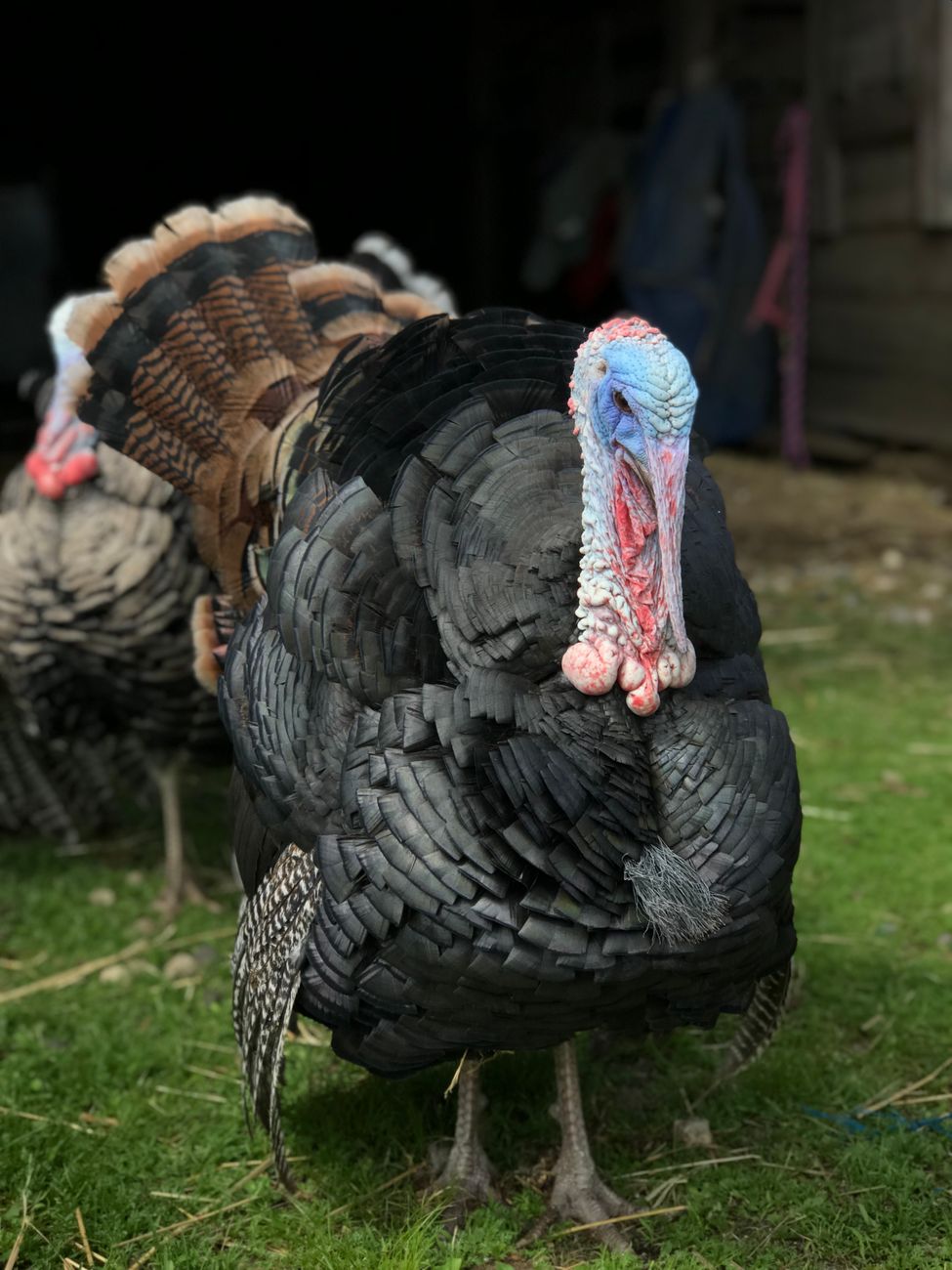 Domestic Turkey