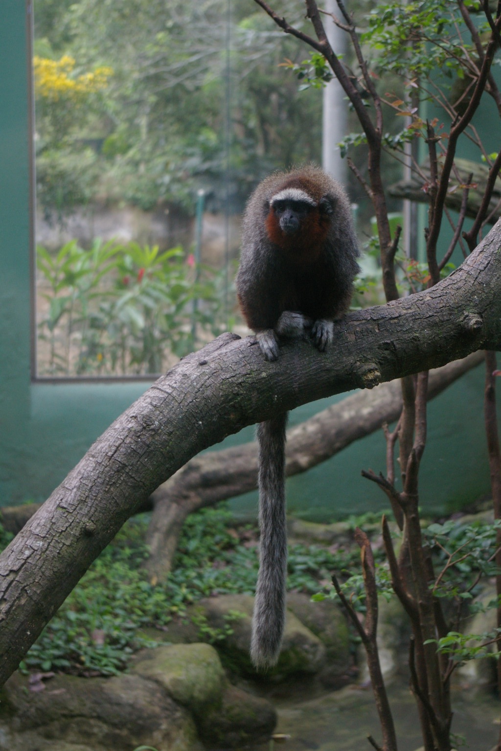 White-eared Titi