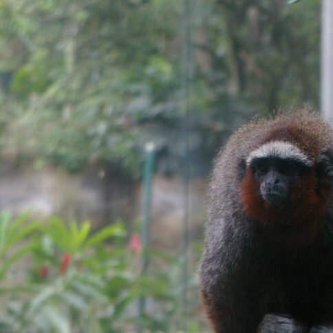 Red Titi