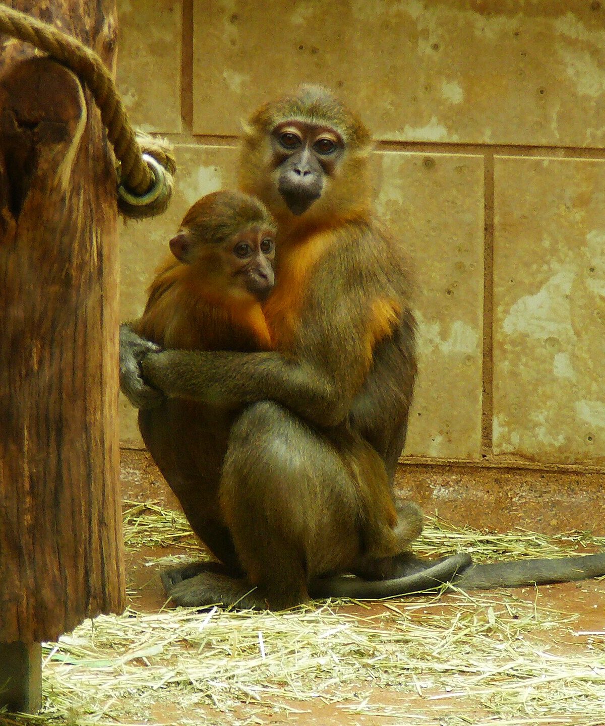Golden-bellied Mangabey