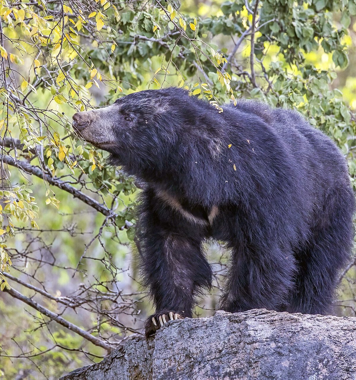 Sri Lankan Sloth Bear