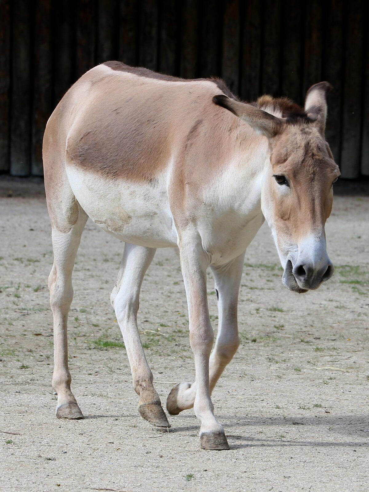 Persian Onager