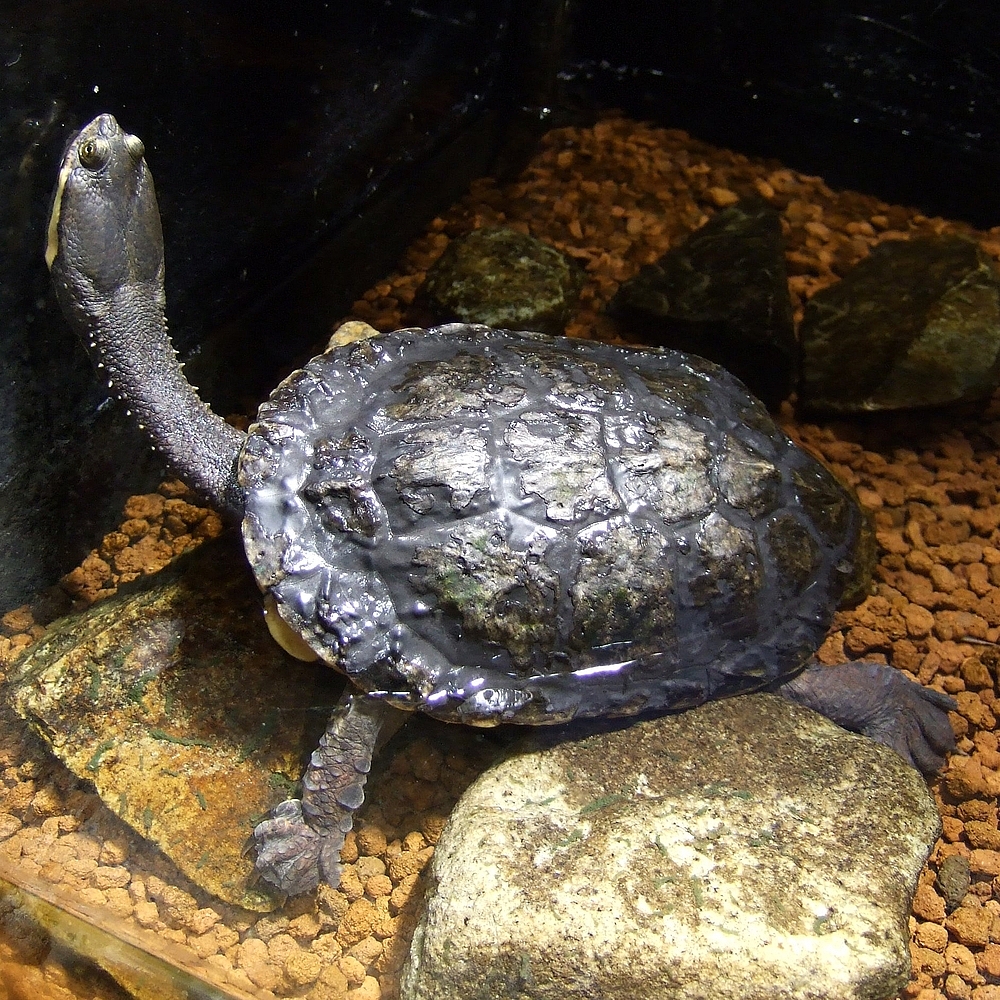 Spot-Bellied Side-Necked Turtle