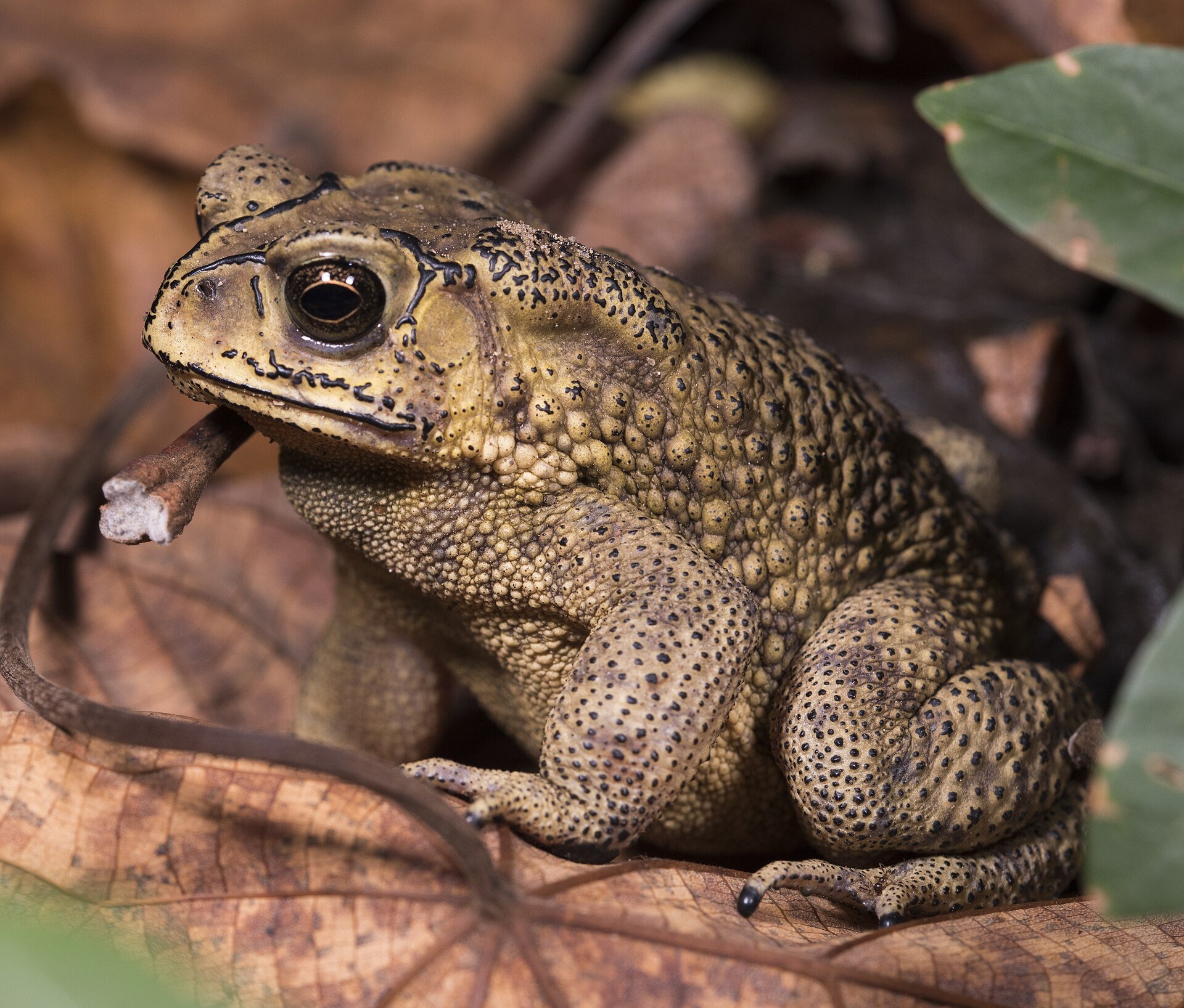 Asiatic Black-Spined Toad