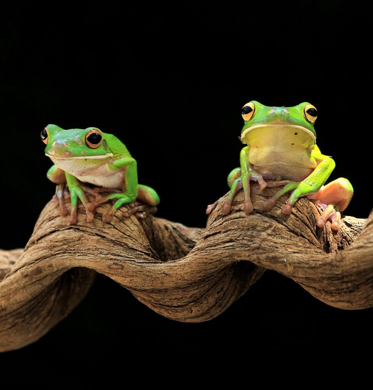 Painted Indonesian Tree Frog