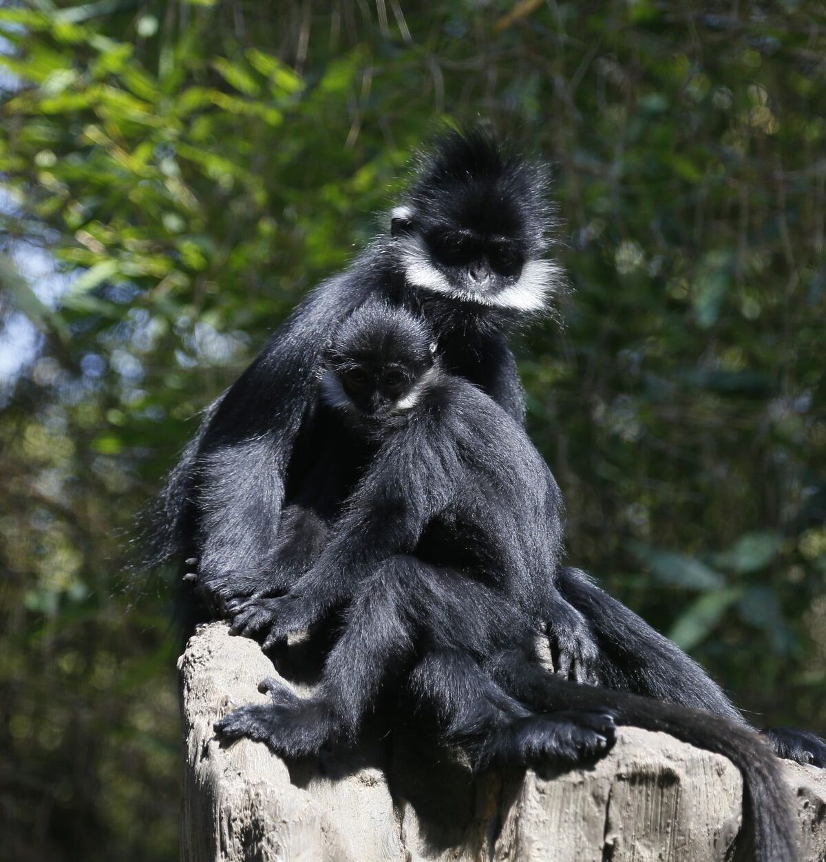 Angolan Colobus Monkey
