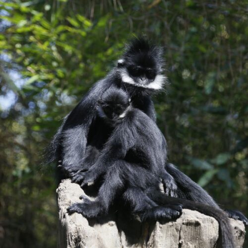 Colobus Monkey