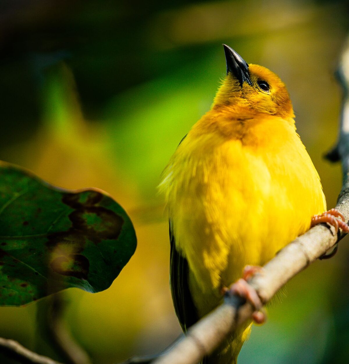 Taveta Weaver