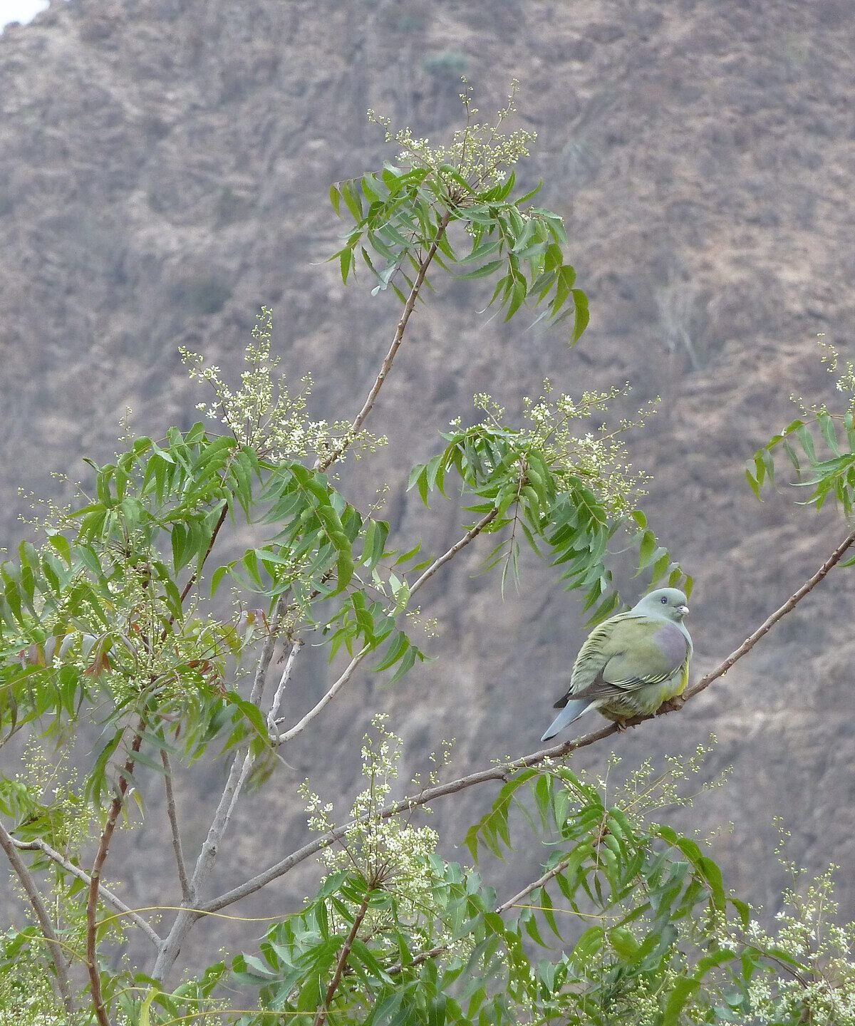 Bruce's Green Pigeon