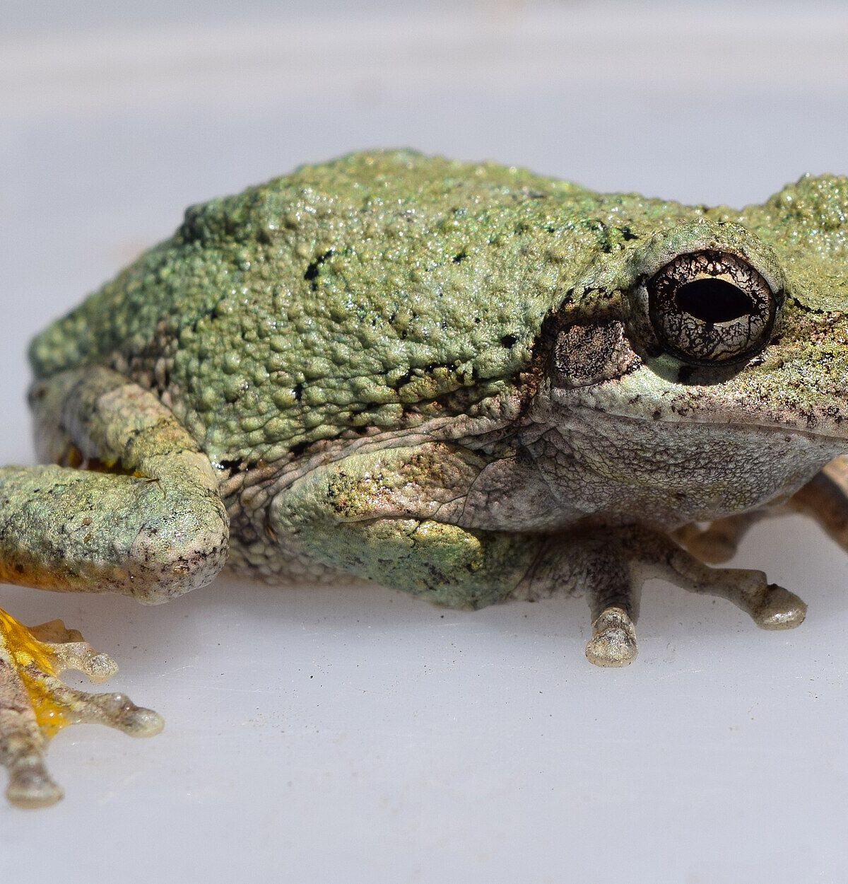 Cope's Gray Tree Frog
