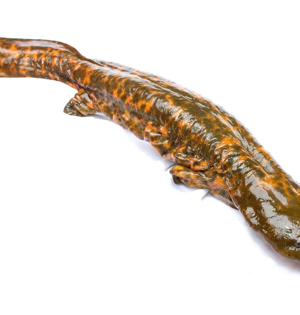Hellbender