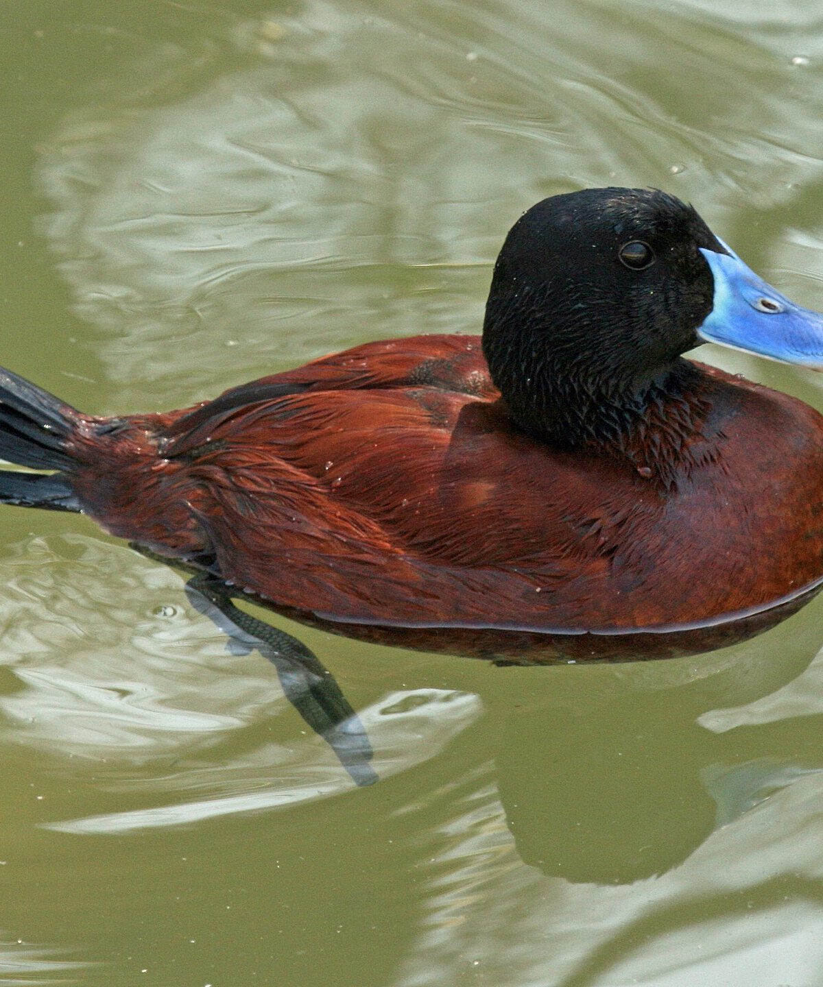 Argentine Ruddy Duck
