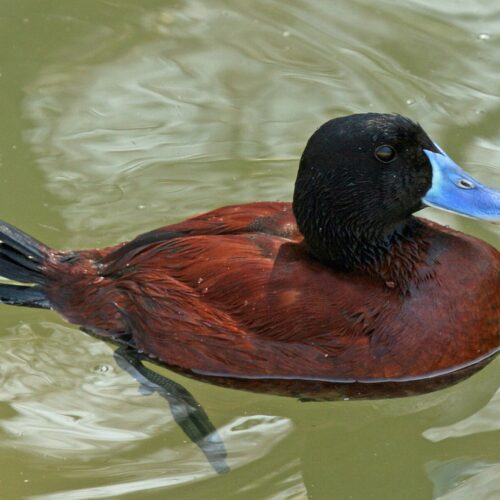 Ruddy Duck