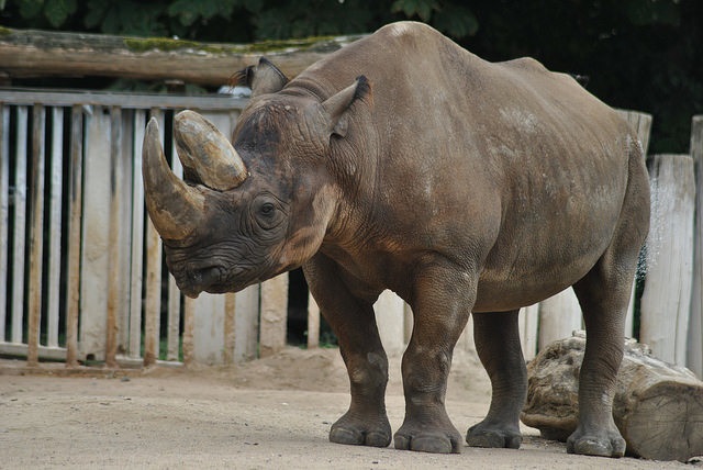 South-Central Black Rhinoceros