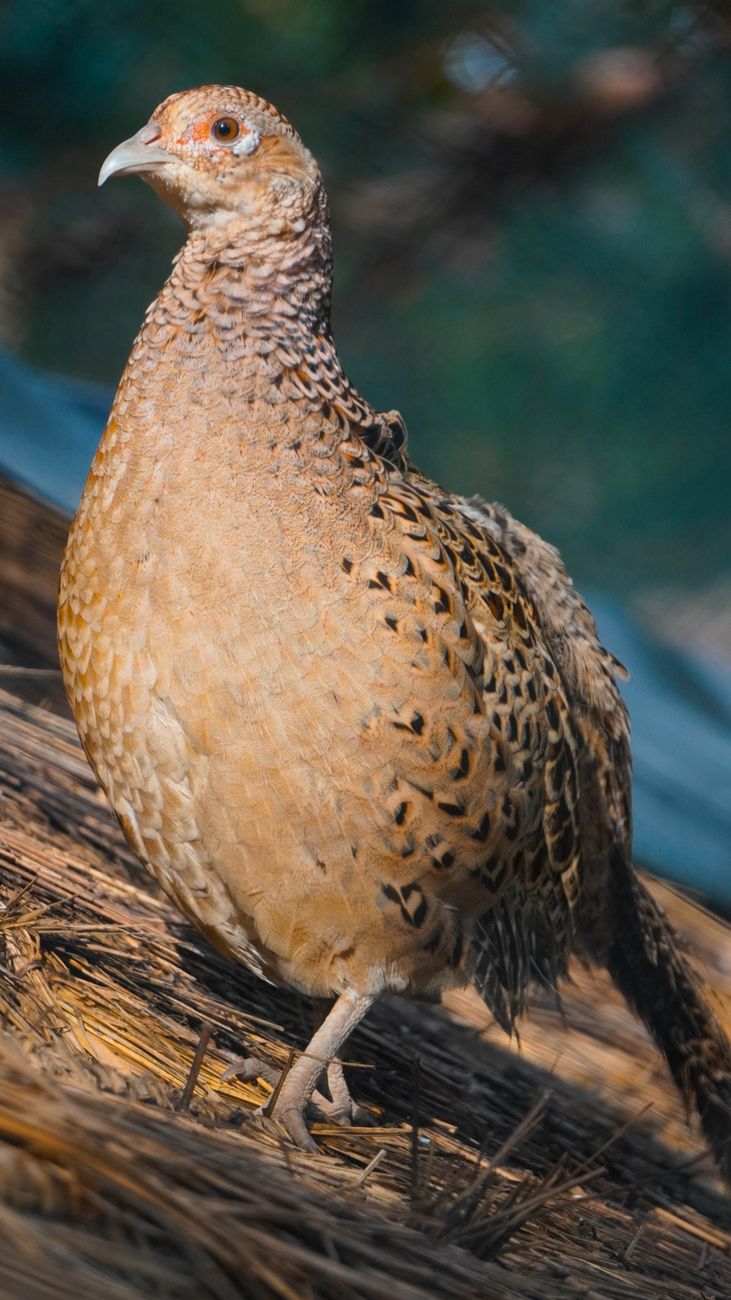 Northern Bobwhite