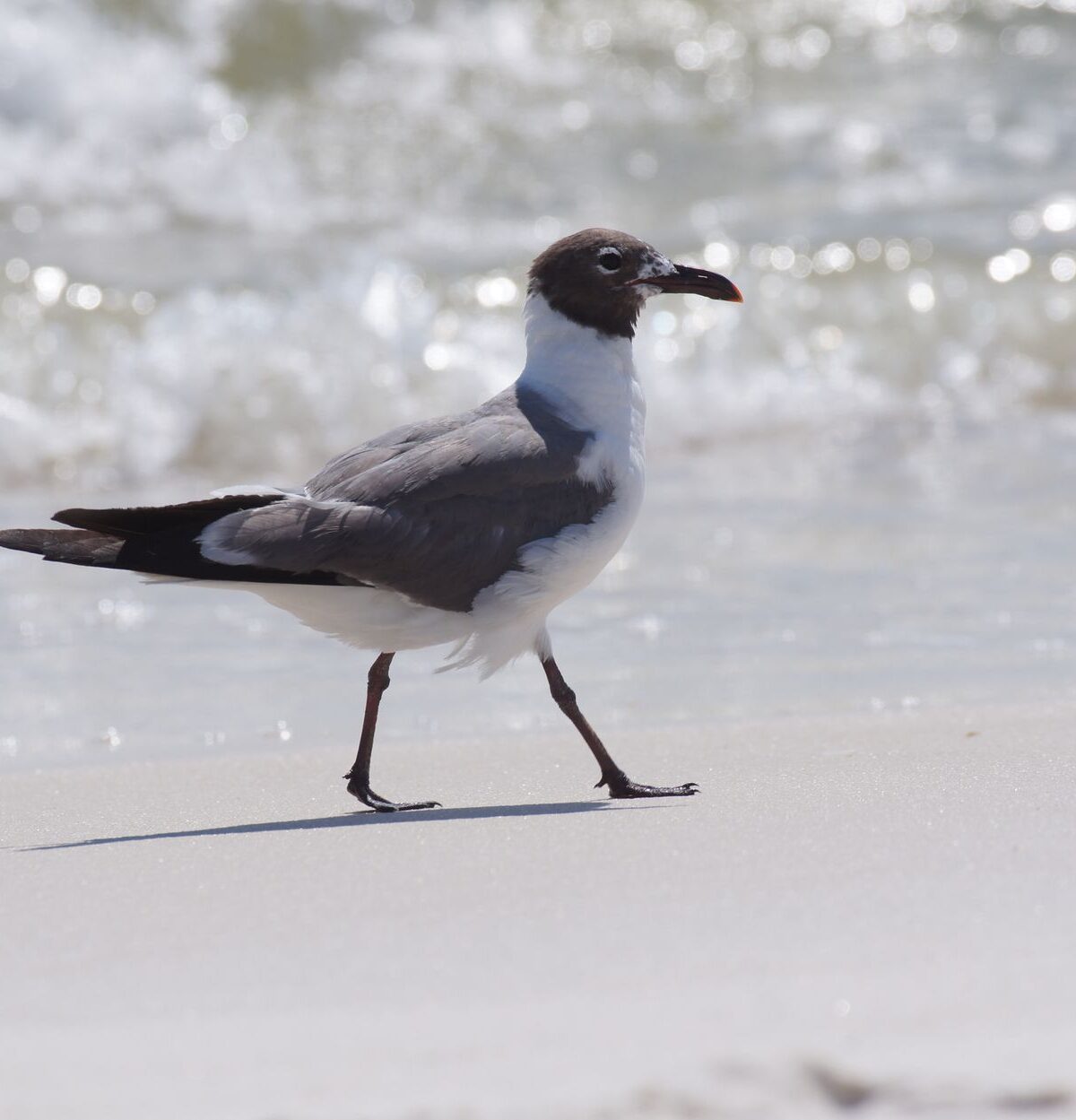 Laughing Gull