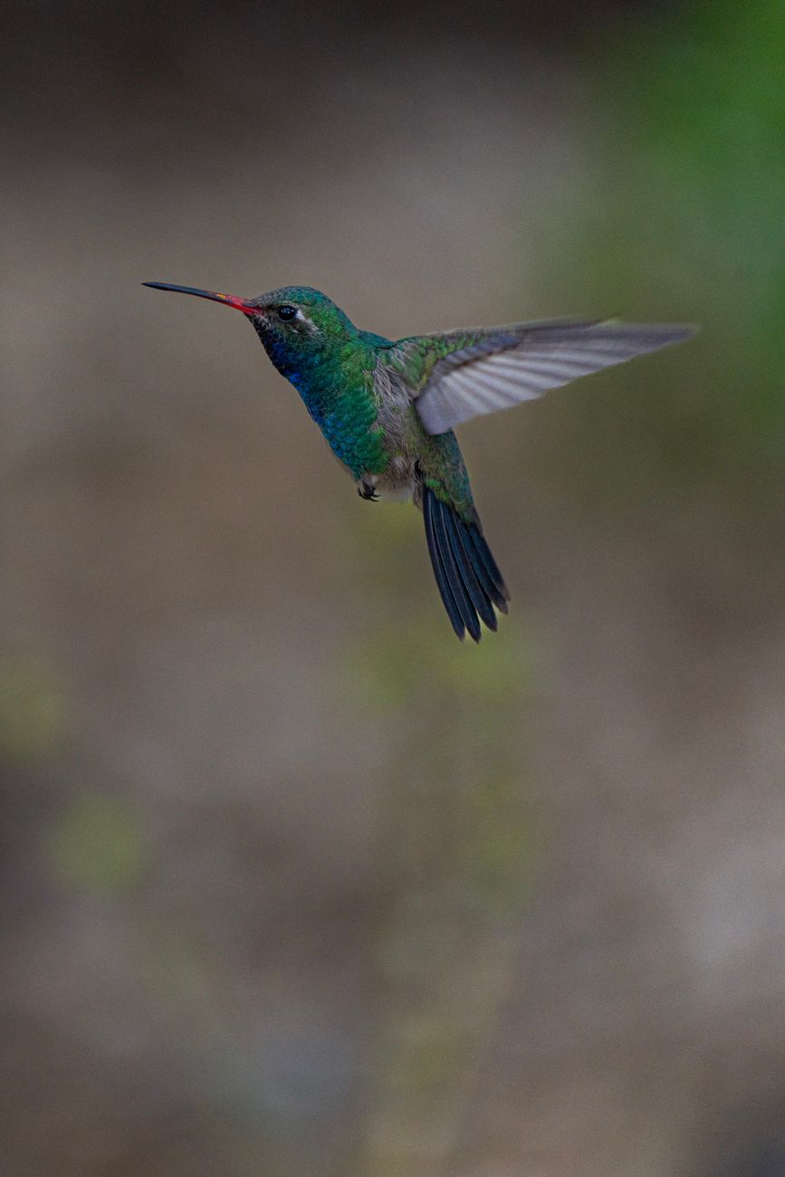 Broad-Billed Hummingbird
