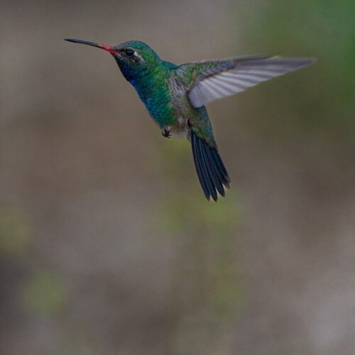 Hummingbird