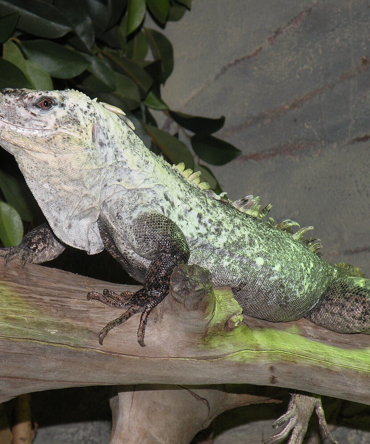 Utila Island Iguana