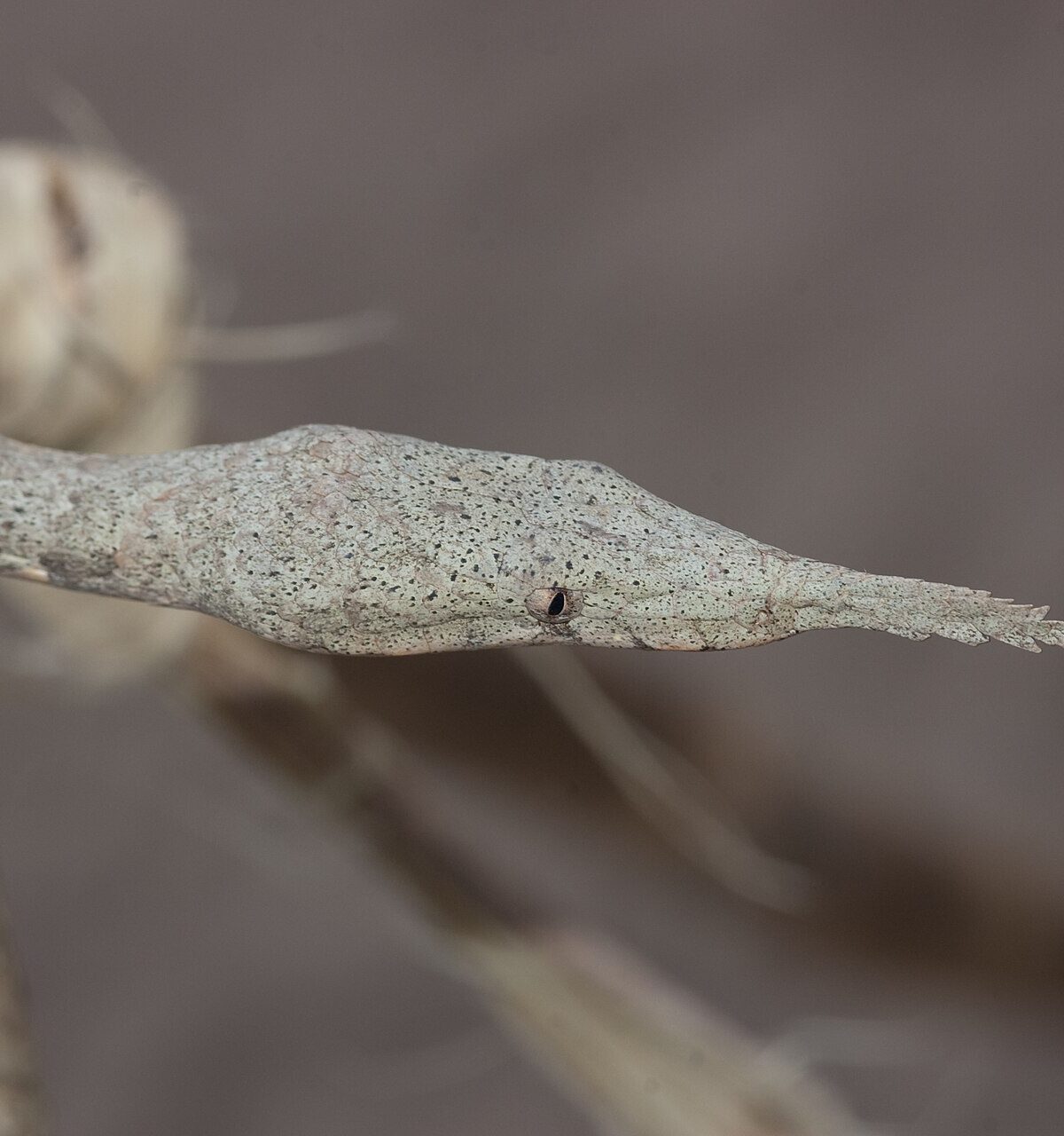 Vietnamese Leaf-Nosed Snake