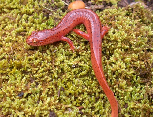 Springs Salamander