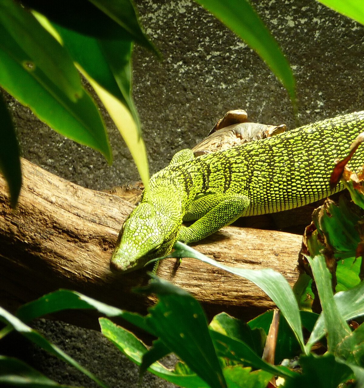 Reisinger’s Tree Monitor