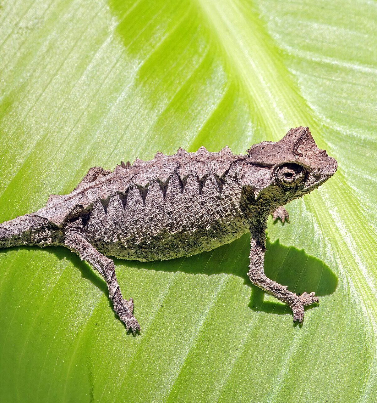 Decary’s Leaf Chameleon