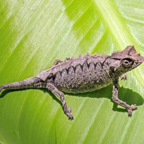 Chameleon