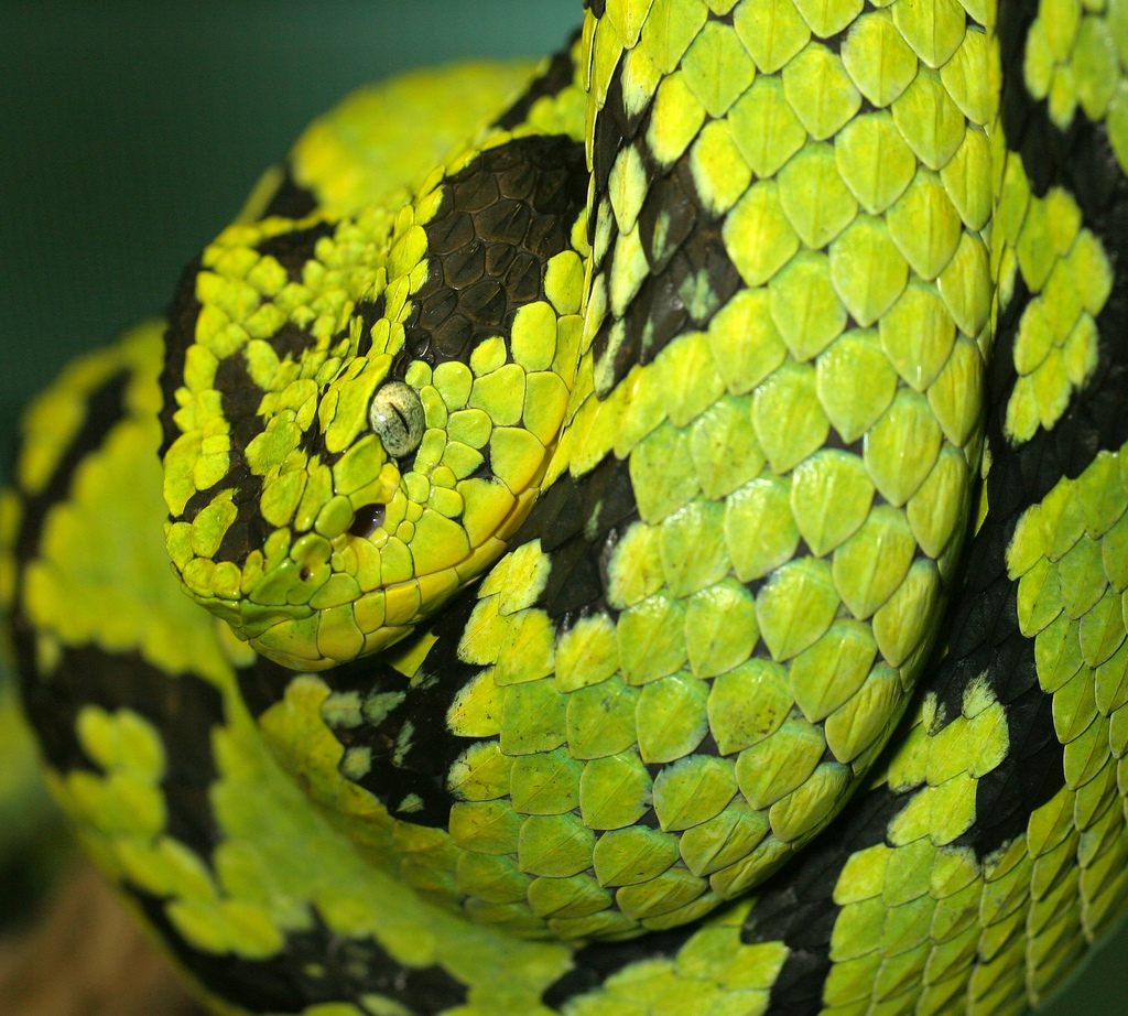 Guatemalan Palm Pit-Viper