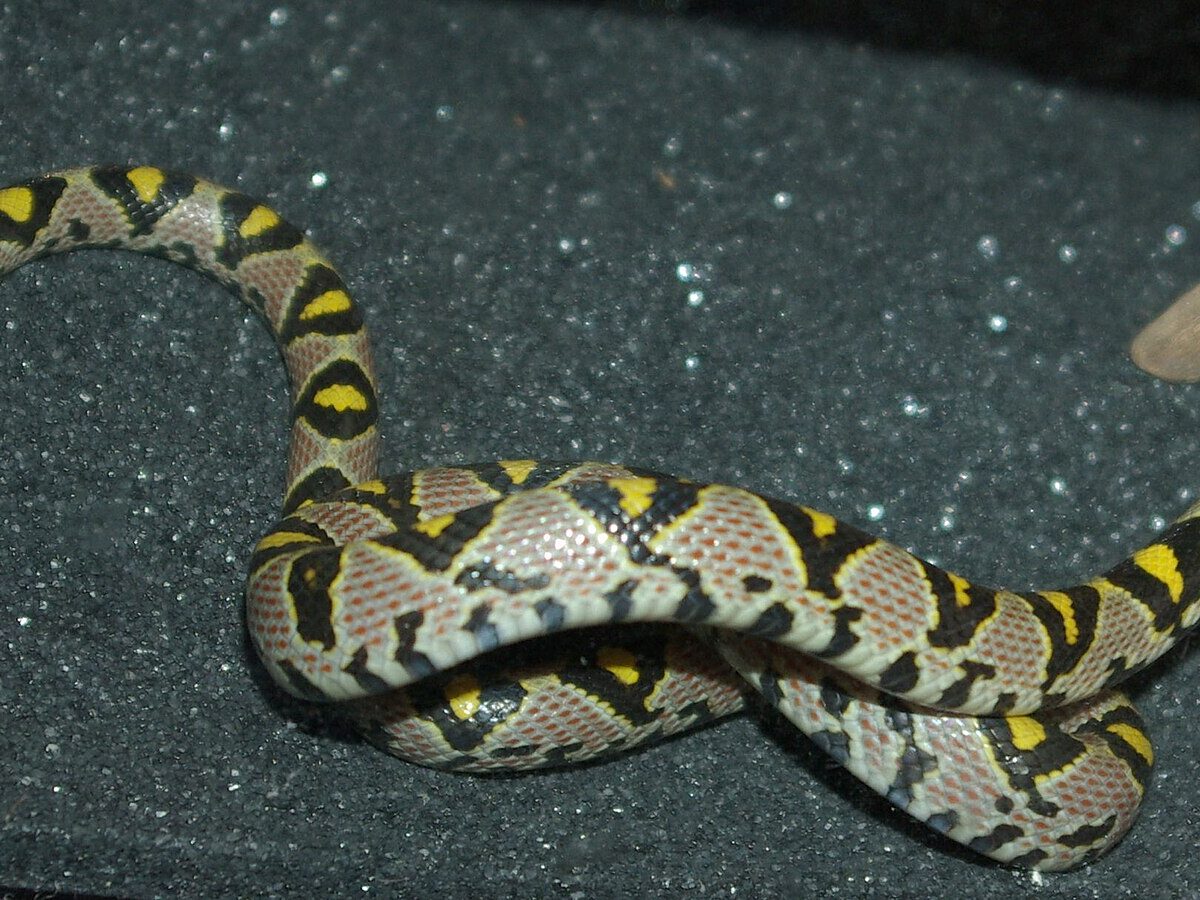 Mandarin Ratsnake