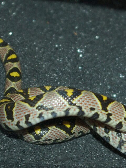 Mandarin Ratsnake