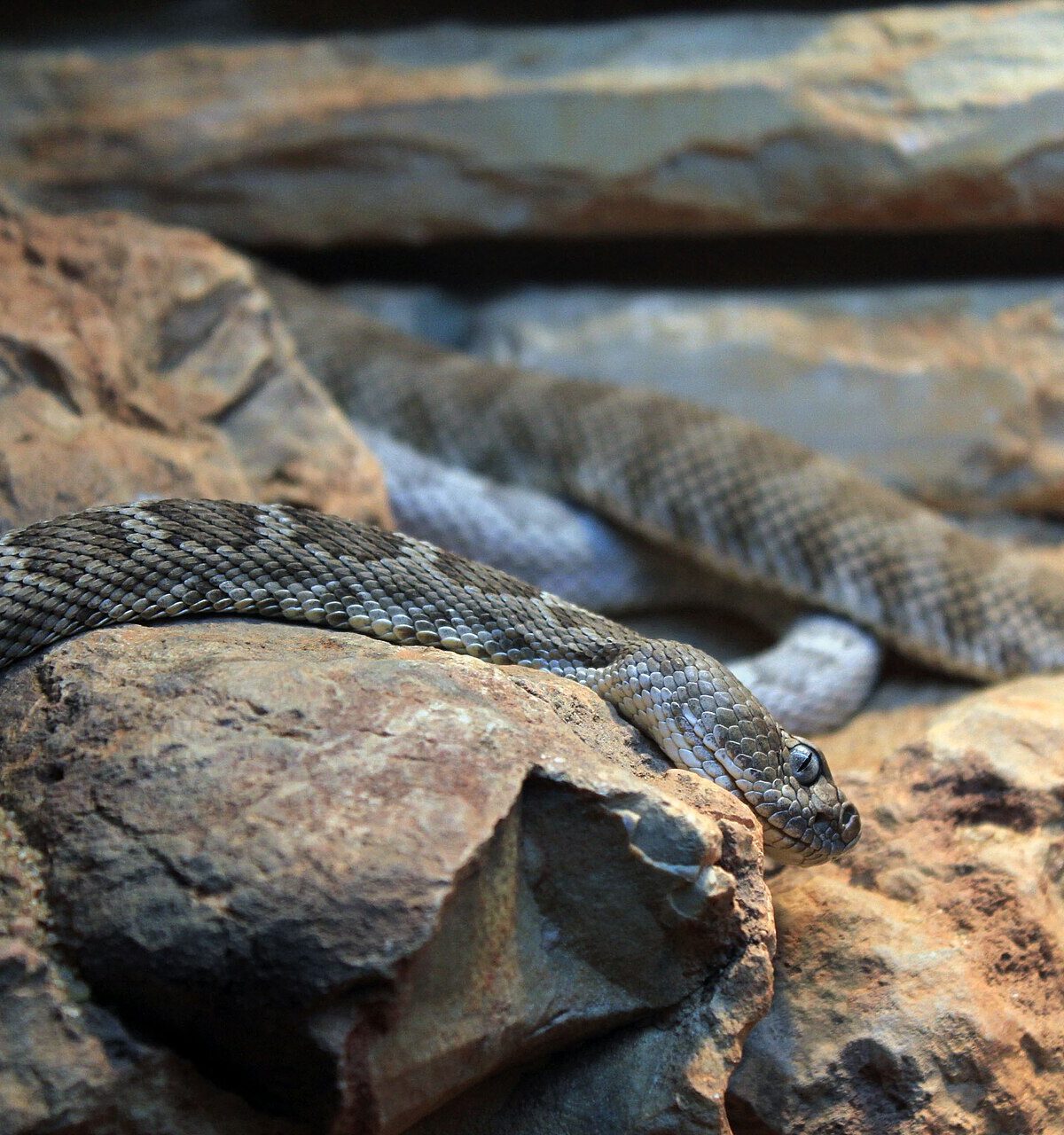 Santa Catalina Island Rattlesnake