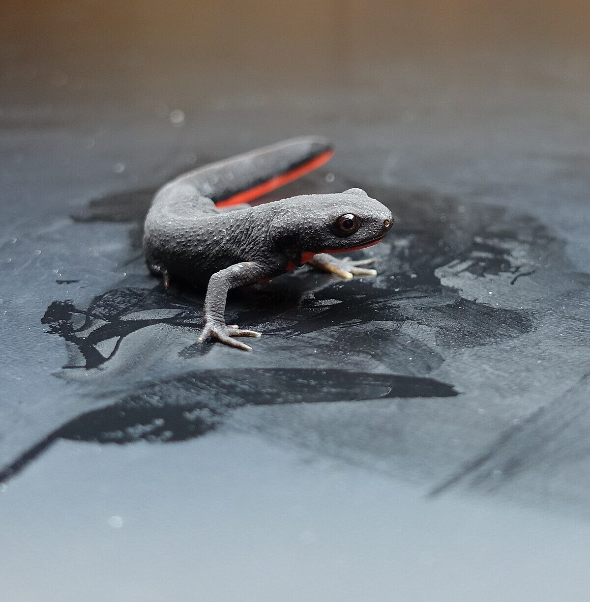 Kweichow Crocodile Newt