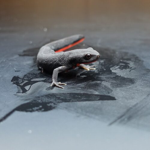 Crocodile Newt