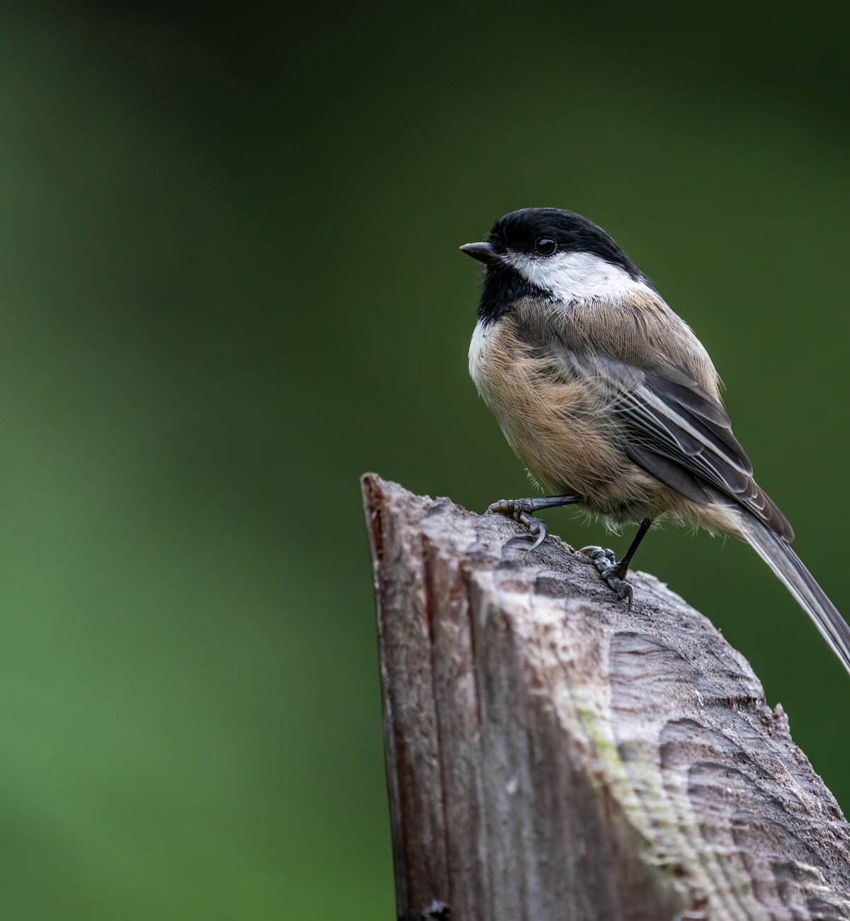 Black-Capped Chickadee