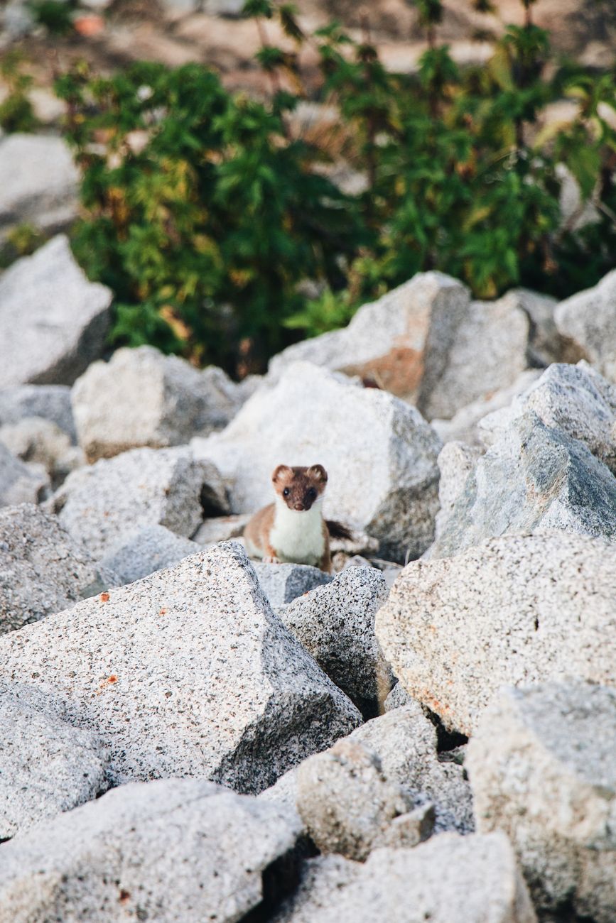 Ermine