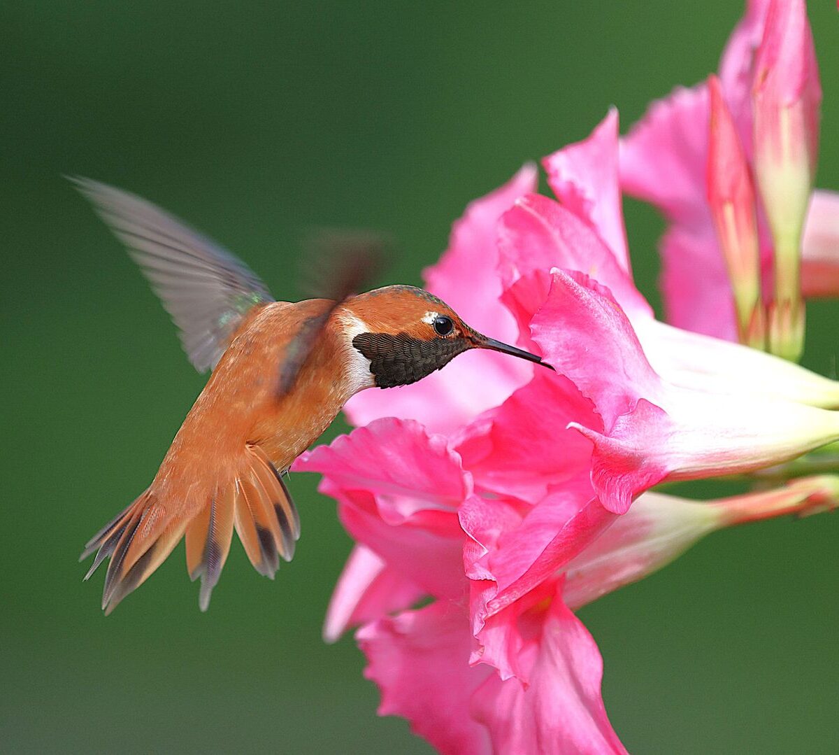 Rufous Hummingbird