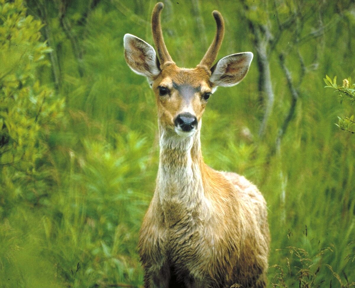 Sitka Black-Tailed Deer