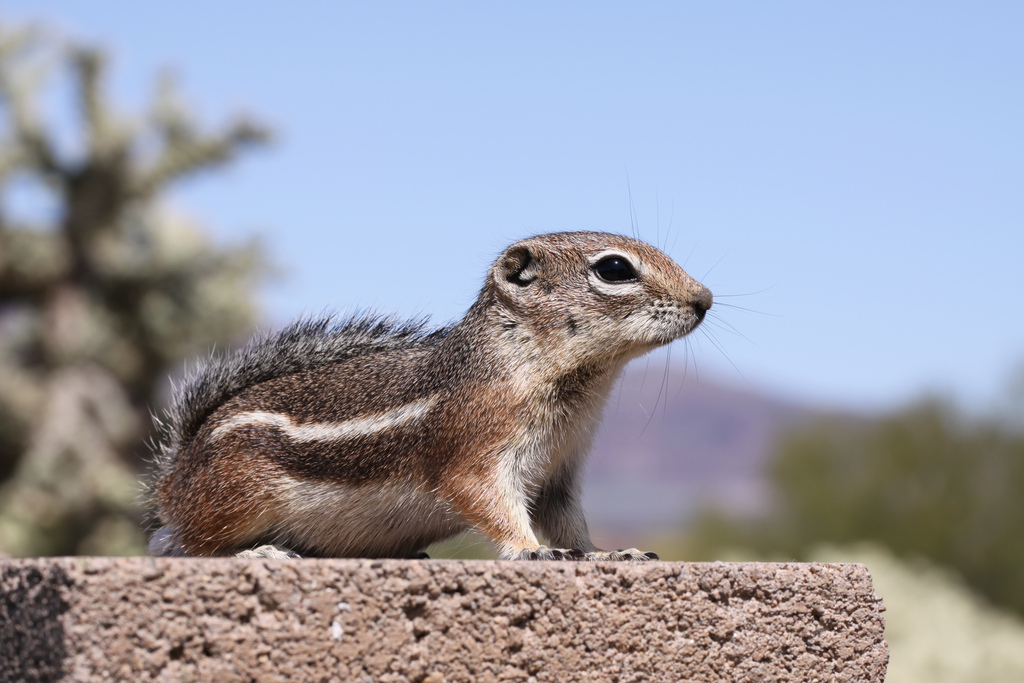 Harris’s Antelope Ground Squirrel