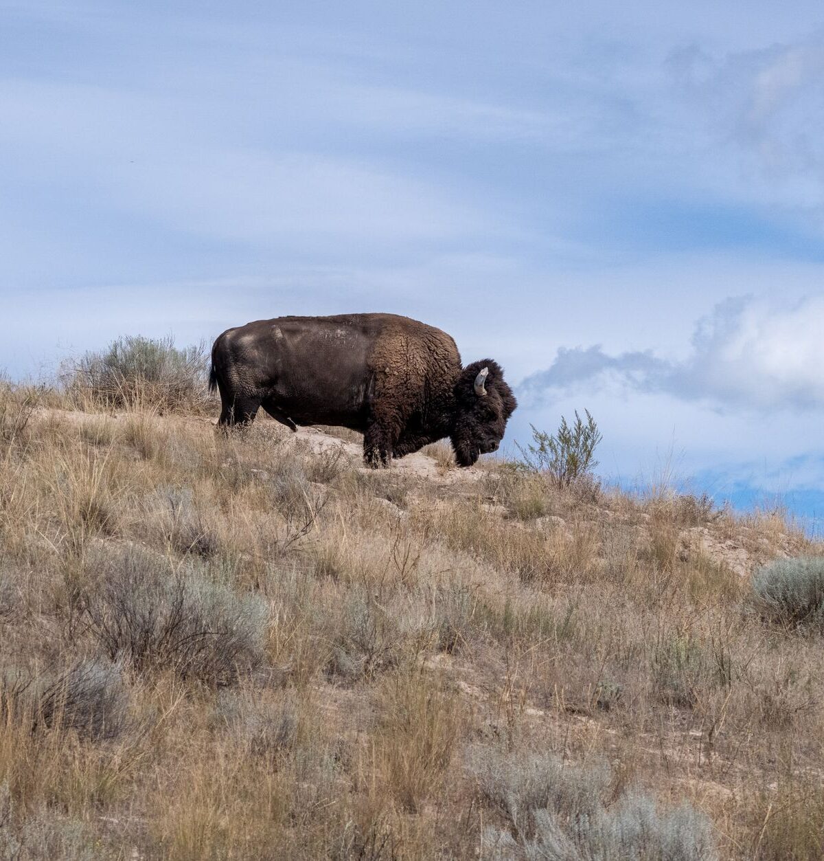 Plains Bison