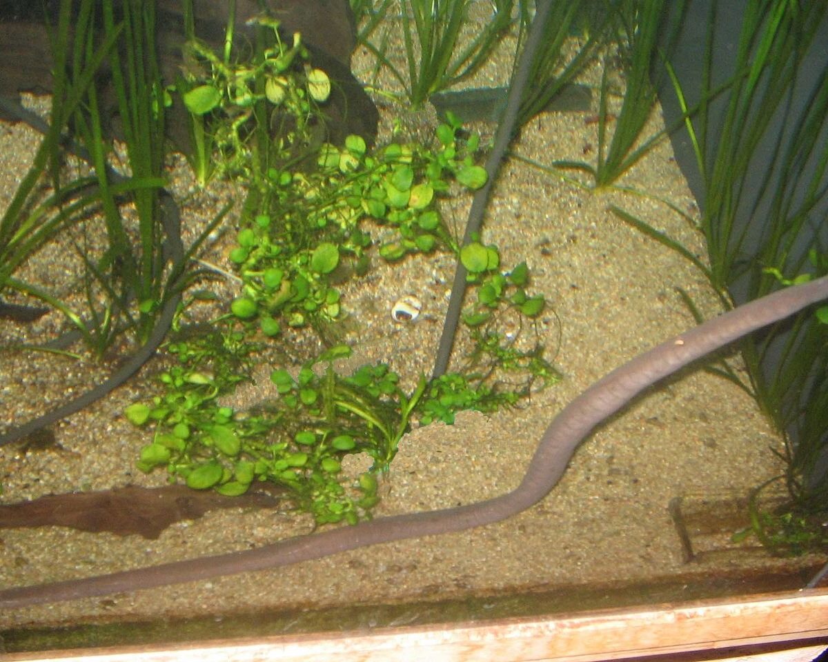 Aquatic Caecilian